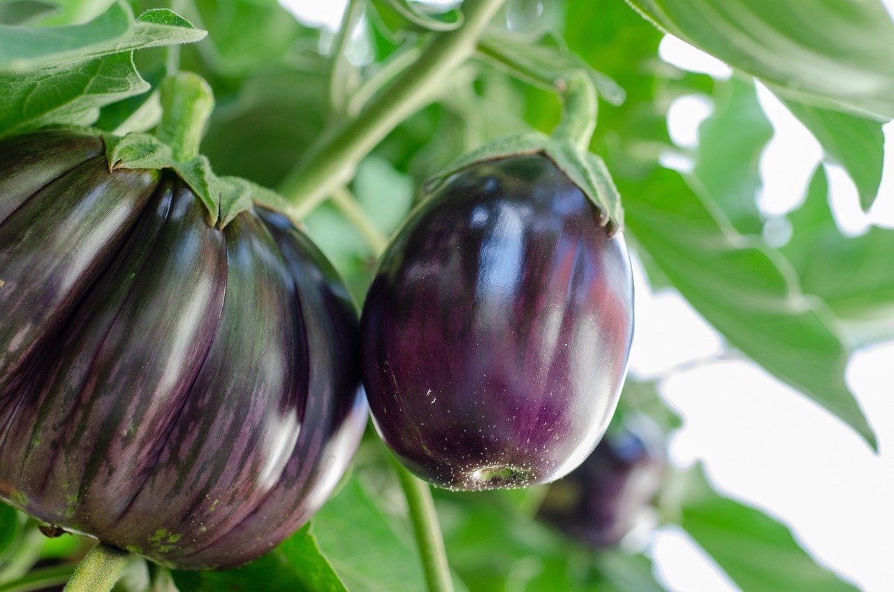 Egg plant