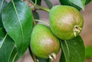 Pear tree blossom to fruit