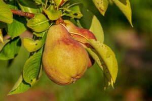 Pear tree blossom to fruit