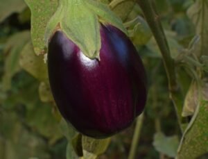 Egg plant